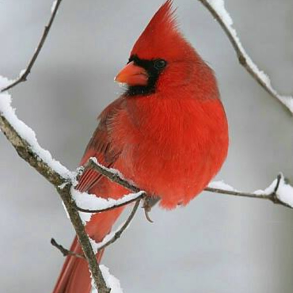 tweety421